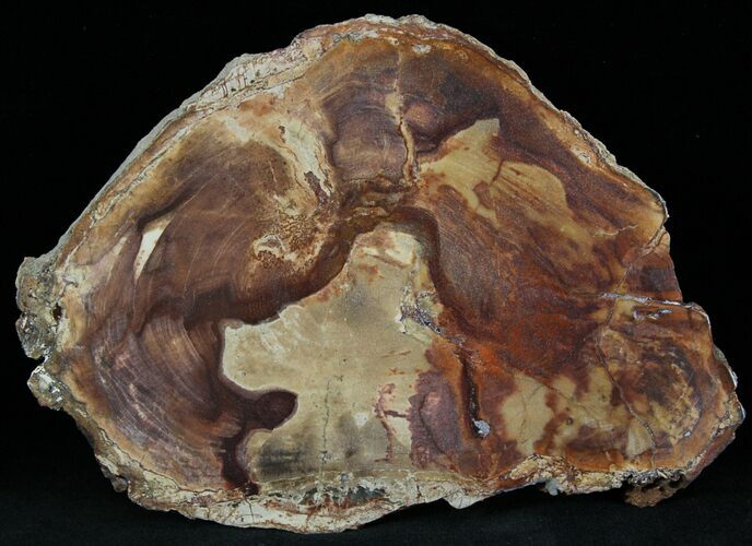 Petrified Wood Slab - Sweethome, Oregon #25894